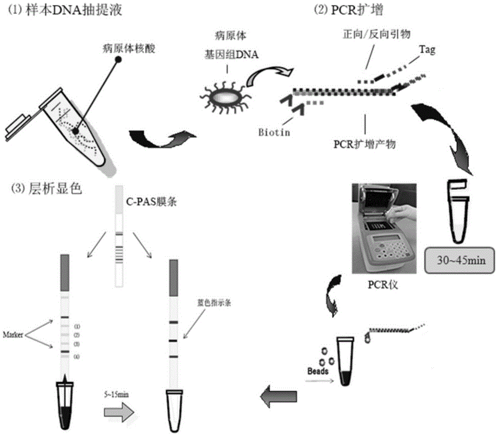 检测结核杆菌复合群和鸟-胞内分枝杆菌复合群的试剂盒的制作方法