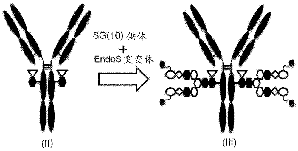 HANP-含FC分子缀合物的制作方法