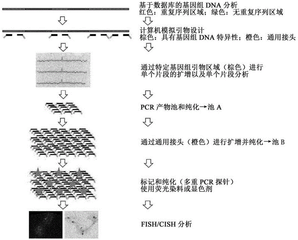 用于在染色体上原位杂交的DNA探针的制作方法