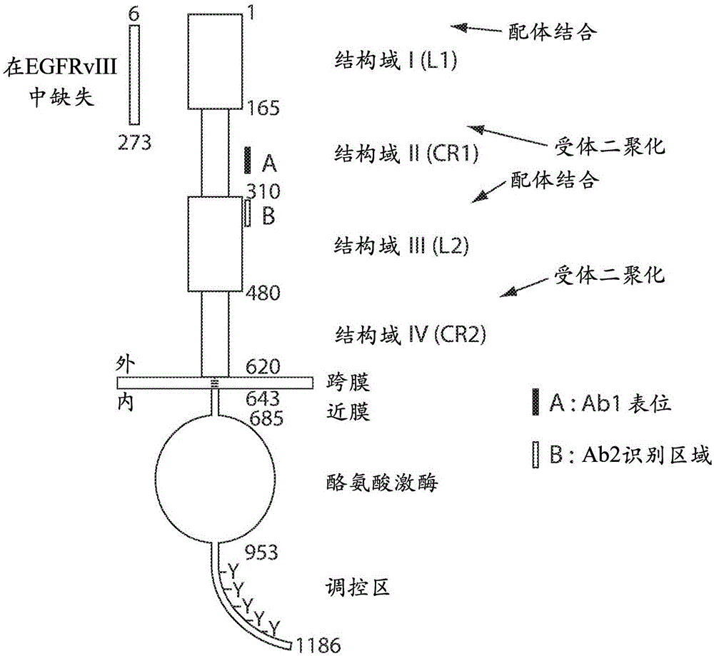 抗EGFR抗体药物偶联物的制作方法