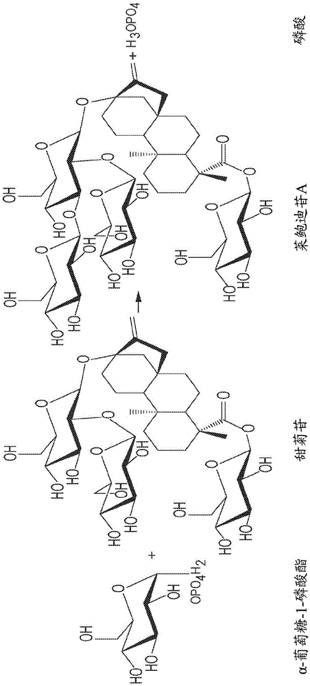 甜菊醇糖苷类和其他化合物用葡萄糖-1-磷酸酯的酶促糖基化的制作方法