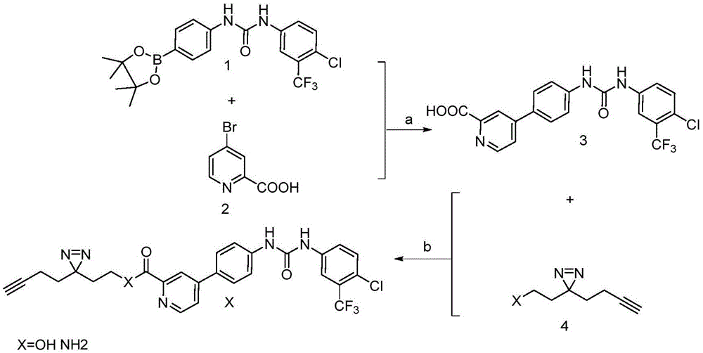 一种基于VEGFR-2抑制剂B14的光亲合探针分子及其制备方法与流程