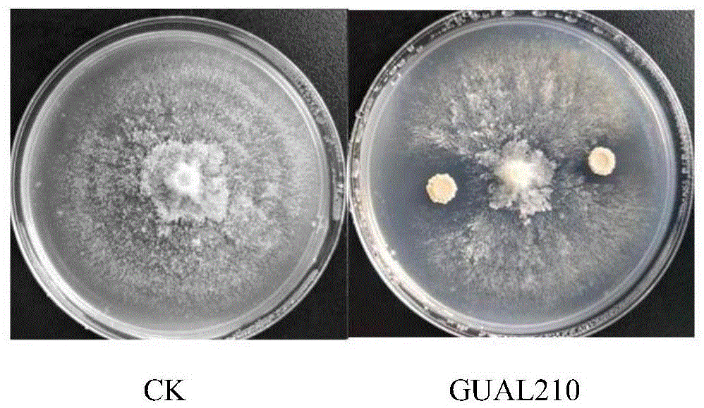 解淀粉芽孢杆菌GUAL210及其应用的制作方法