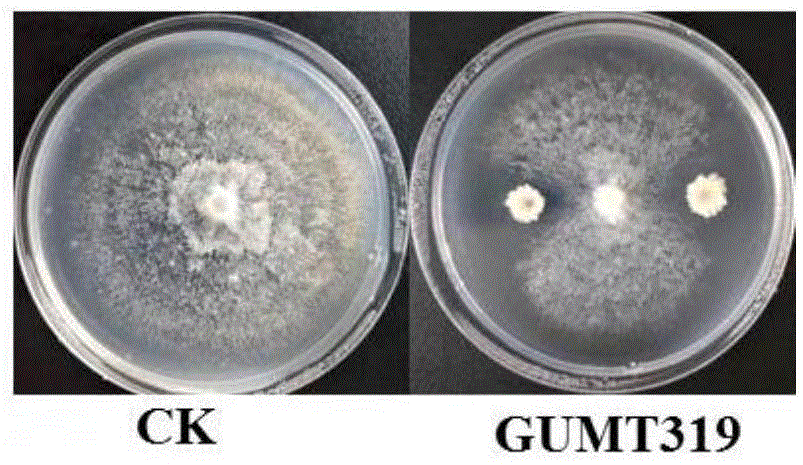 解淀粉芽孢杆菌GUMT319及其应用的制作方法