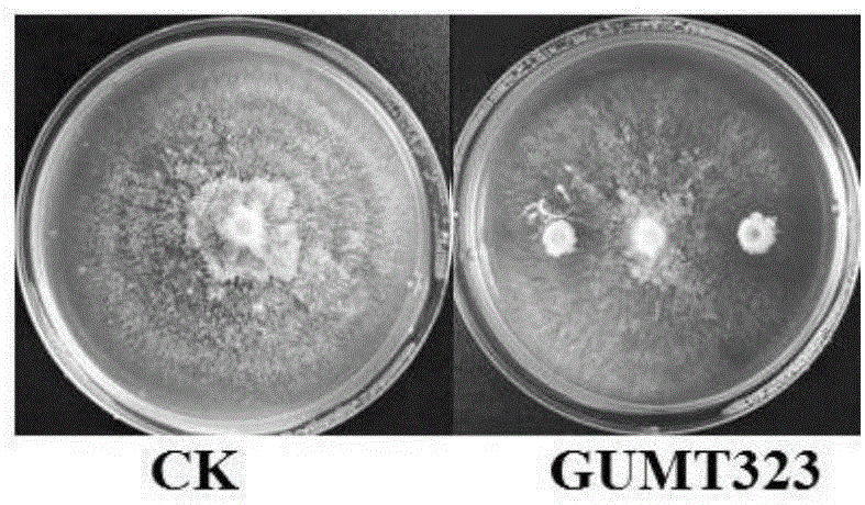 枯草芽孢杆菌GUMT323及其应用的制作方法