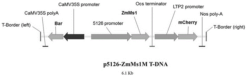 利用p5126-ZmMs1M构建体创制玉米显性核雄性不育系及其育种制种应用方法与流程