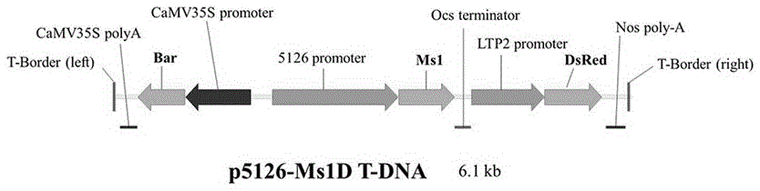 利用p5126-ZmMs1D构建体创制玉米显性核雄性不育系及其育种制种应用方法与流程