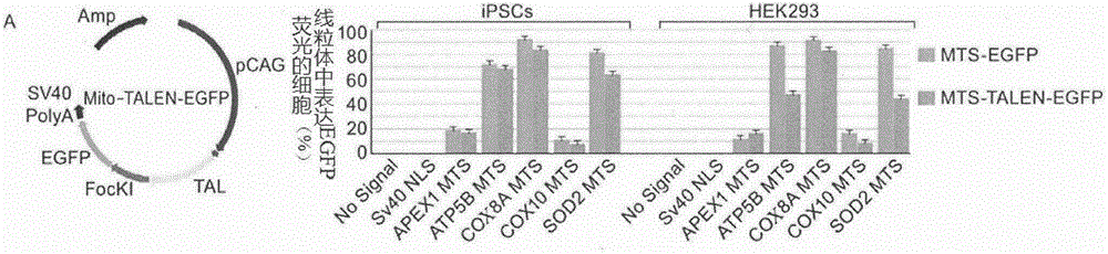 基于mitoTALENs的iPSCs线粒体DNA突变位点的修复方法与流程