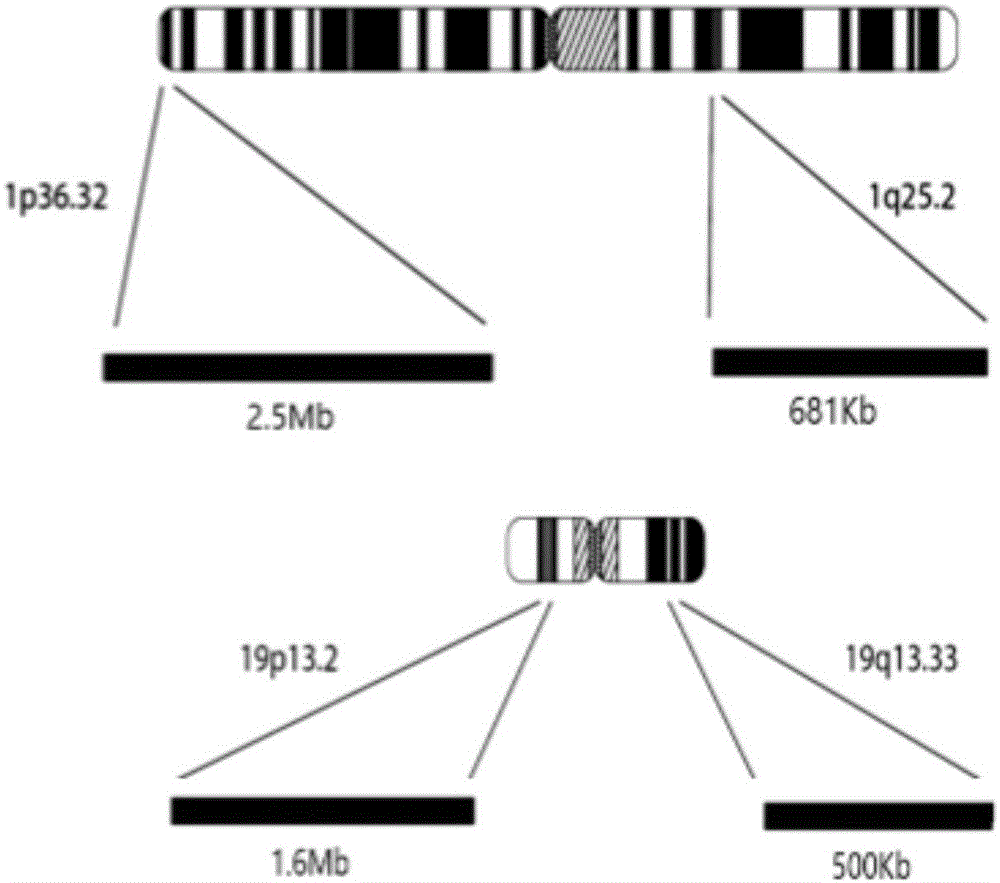 一种基于扩增子测序检测染色体杂合性缺失的试剂盒及方法与流程