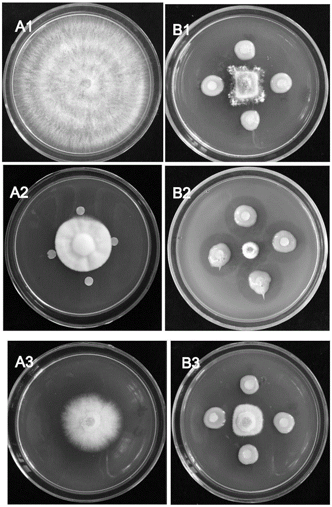 一种多粘类芽孢杆菌发酵物及其制备方法和应用与流程
