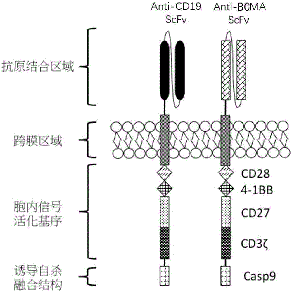 一种基于CD19和BCMA的双重嵌合抗原受体基因修饰的免疫细胞及其应用的制作方法