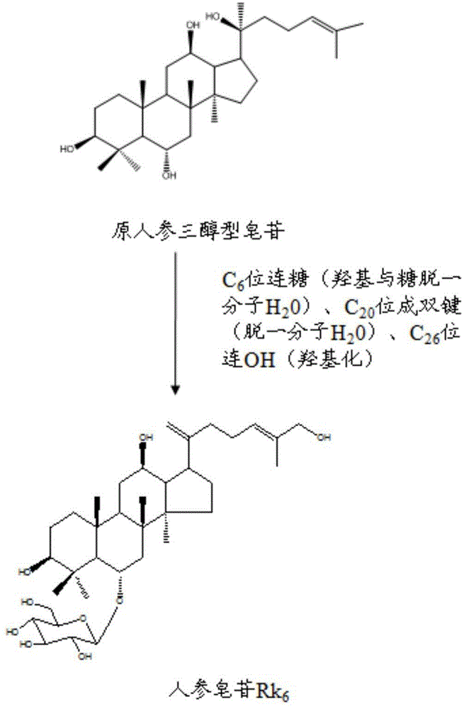 一种人参皂苷Rk6的制备方法与流程