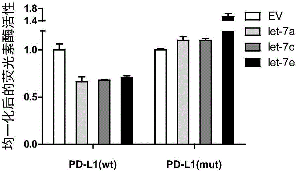 LIN28/let-7信号通路抑制剂在制备调控PD-L1表达的药物中的应用的制作方法