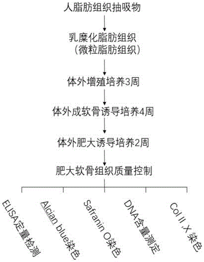 利用脂肪组织直接制备脱细胞肥大软骨基质的方法与流程