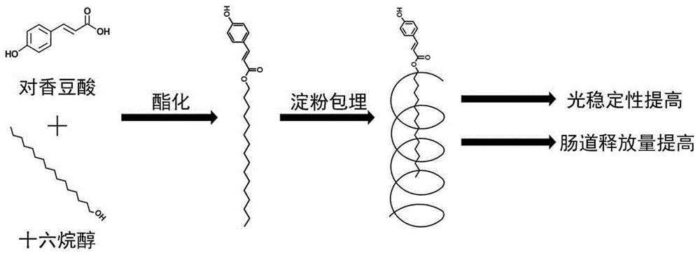 一种直链淀粉包埋提高对香豆酸稳定性和肠道中释放量的方法与流程