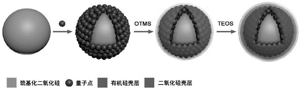 基于亲和组装的高发光量子点荧光微球的制备方法与流程