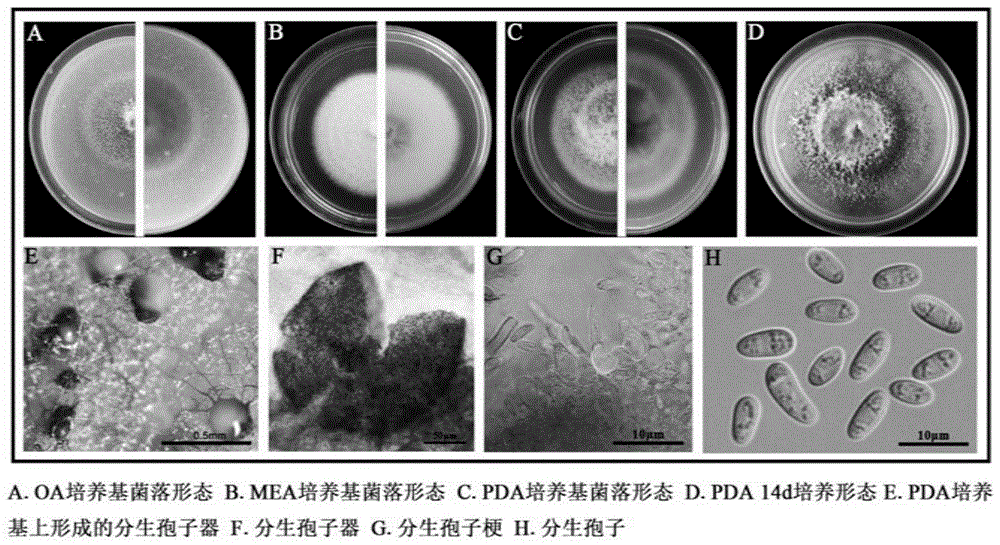 背景技术:茎点霉属(phoma)真菌能引起植物的重要病害,它可以为害豆科