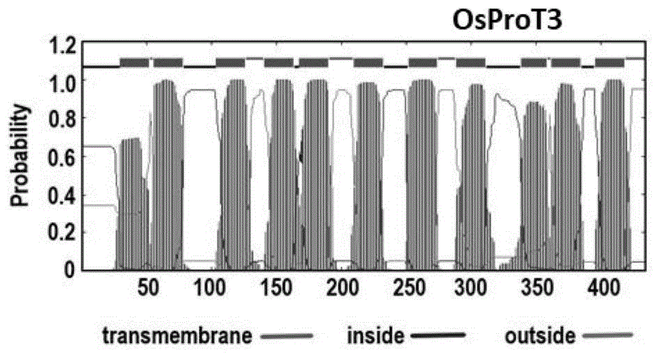 OsProT3基因及其编码的蛋白在转运脯氨酸中的应用的制作方法