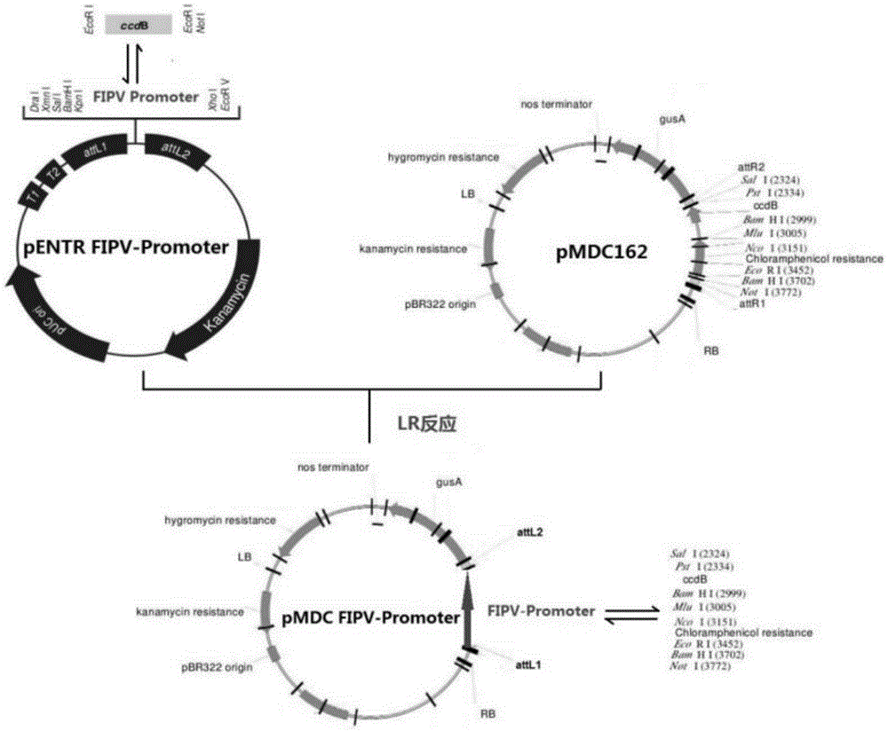 拟南芥FIPV启动子融合GUS基因的表达载体构建方法与流程