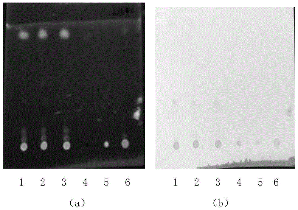 一种复方金银花颗粒中黄芩苷和绿原酸薄层鉴别检测方法与流程