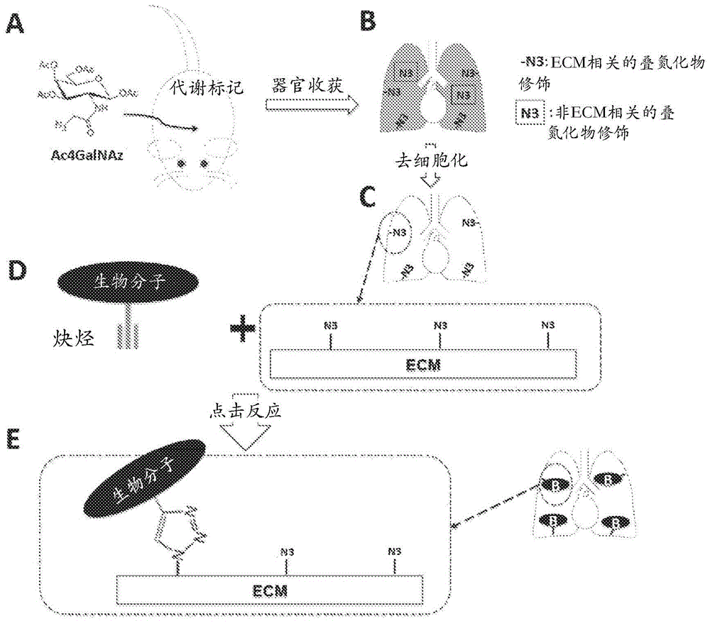 使用生物正交反应进行的生物材料的代谢标记和分子增强的制作方法