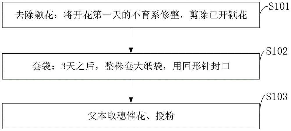 一种提高杂交水稻测交效率的测交方法与流程