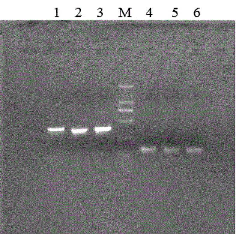 一种组蛋白脱乙酰化酶基因HDA19的CRISPR_Cas9载体构建及其应用的制作方法