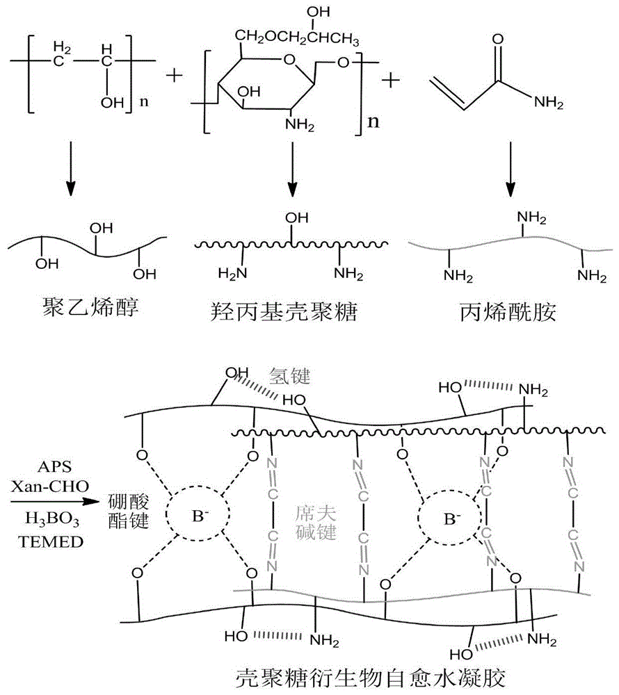 一种壳聚糖衍生物自愈水凝胶及其制备方法和应用与流程