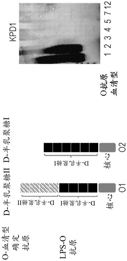 抗O2抗体及其用途的制作方法