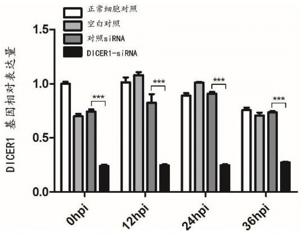 一种DICER1基因及其siRNA的应用的制作方法