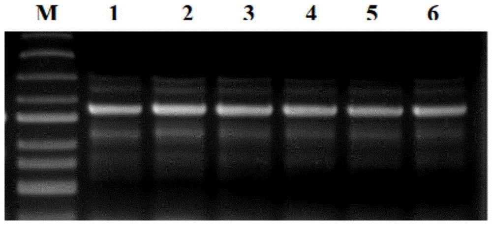 一种大豆圣豆9号GmPK6基因盐诱导启动子及其应用的制作方法