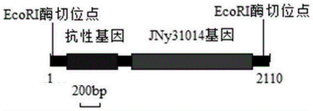 棒状杆菌基因JNy31014在提高L-赖氨酸产量中的应用的制作方法