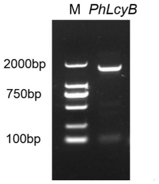 矮牵牛基因PhLcyB及其应用的制作方法