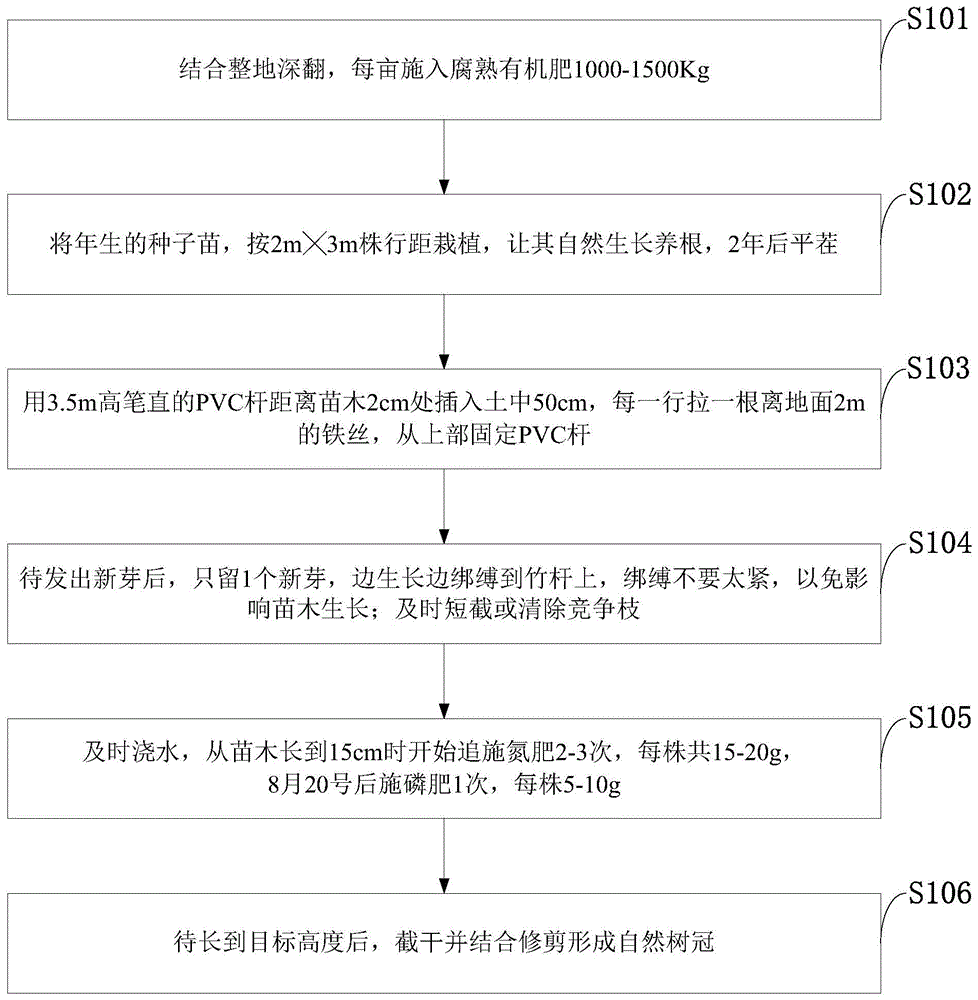 一种五角枫高杆苗木培育方法与流程