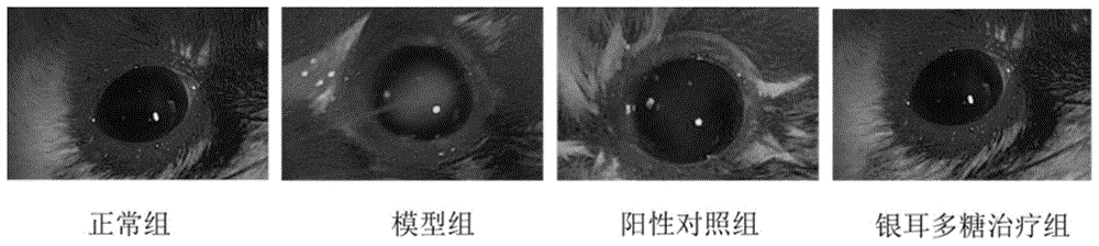 一种银耳多糖提取物在制备治疗干眼症的药物中的用途的制作方法