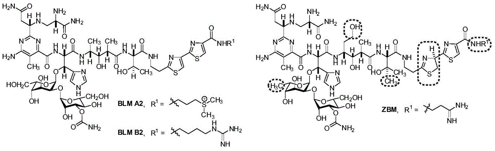 博来霉素衍生物6’-脱羟基-BLM S的高产菌株的制作方法