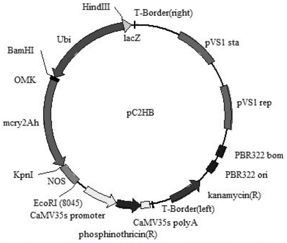 cry2Ah-vp基因在抗黏虫中的应用的制作方法