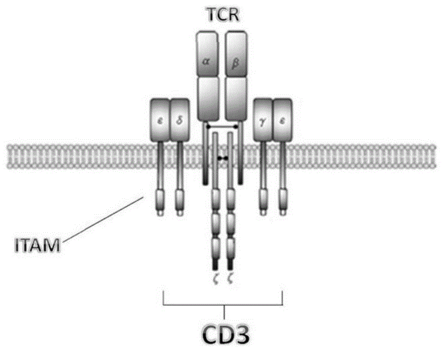 一种双特异性抗体及其制备方法与应用与流程