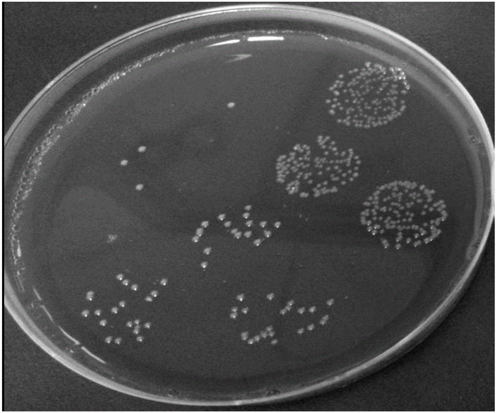 脆弱拟杆菌荚膜多糖硫酸酯及其制备方法和应用与流程