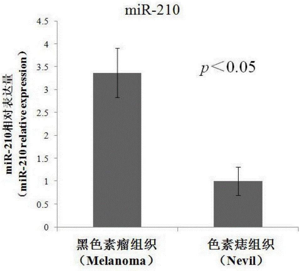 人微小miR-210-3p干扰片段的构建方法及其应用与流程