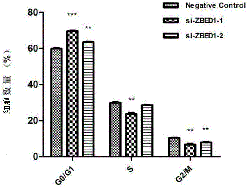 一种能够特异性抑制ZBED1基因的siRNA的构建方法及其应用与流程