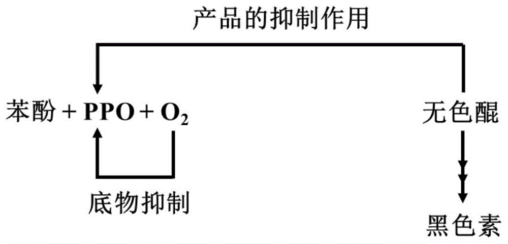 鲜切红薯全营养防褐变保鲜方法与流程