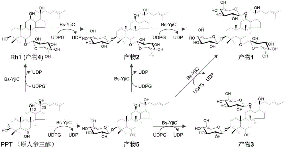 一组天然与非天然的原人参三醇型人参皂苷的合成方法与流程