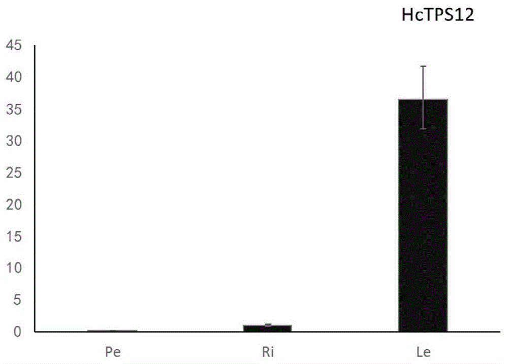 一种姜花倍半萜合成酶基因HcTPS12及其应用的制作方法