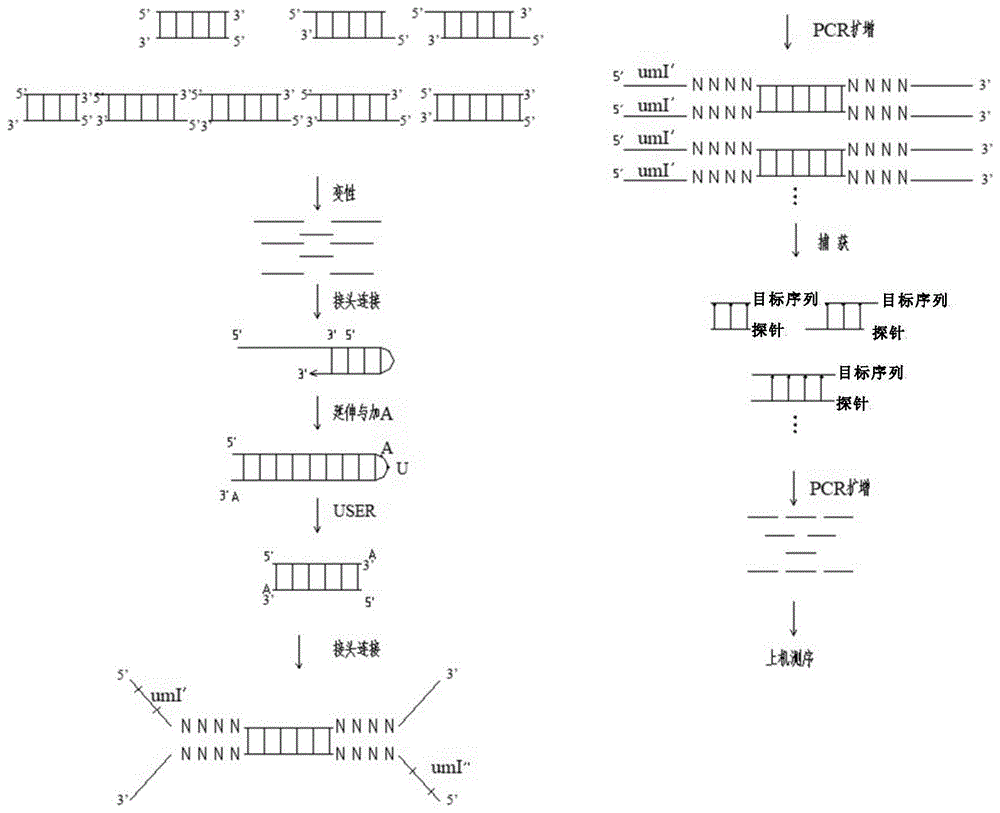 一种拉链式可延伸探针在cfDNA文库构建中的应用的制作方法