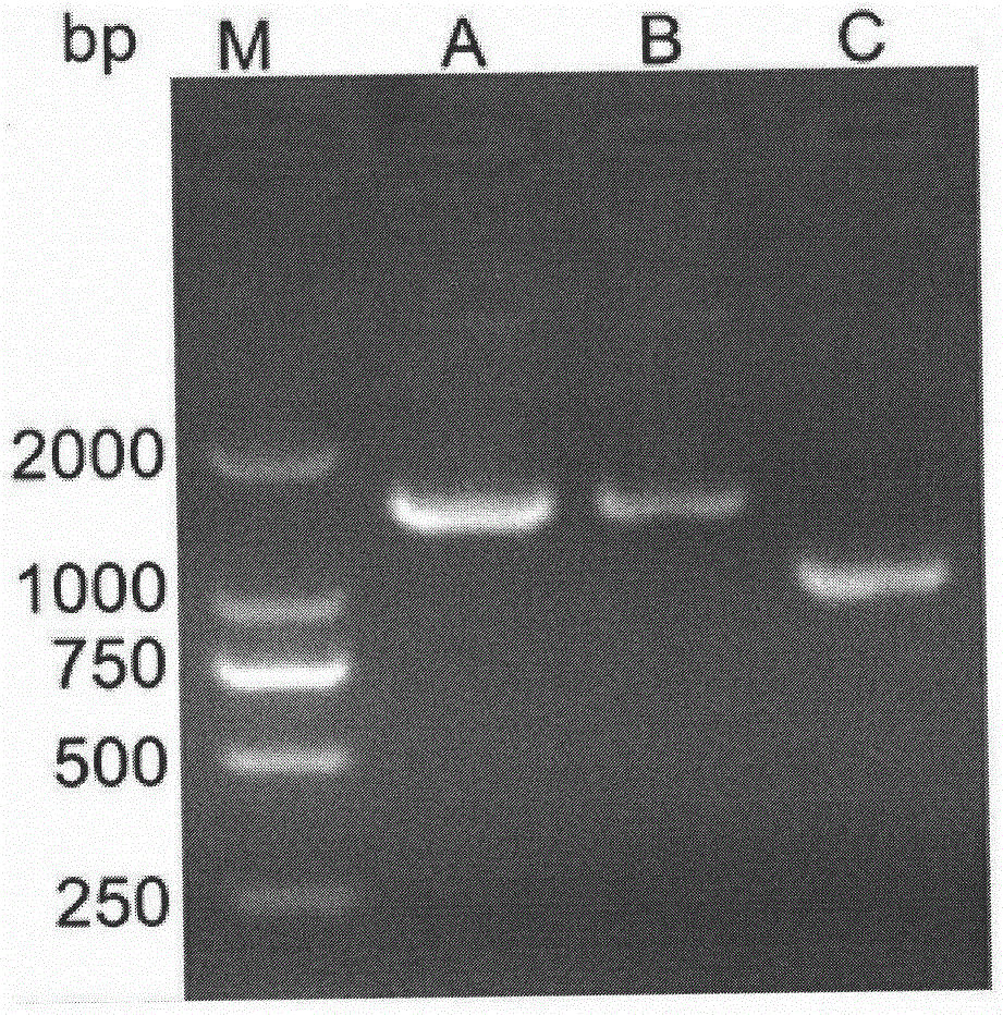 一种鸡A亚群禽白血病抗性分子标记tva304-305insGCCC及其应用的制作方法