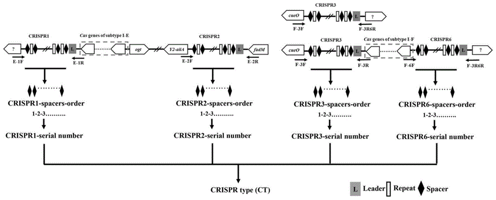一种丙二酸盐克罗诺杆菌CRISPR分型方法与流程