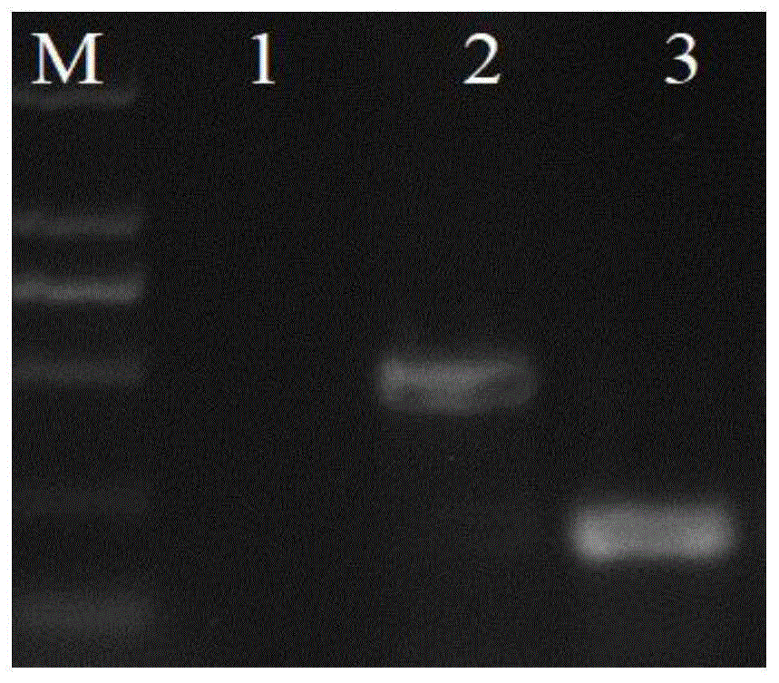 同步检测火龙果CVX和ZyVX两种病毒的双重RT-PCR方法与流程