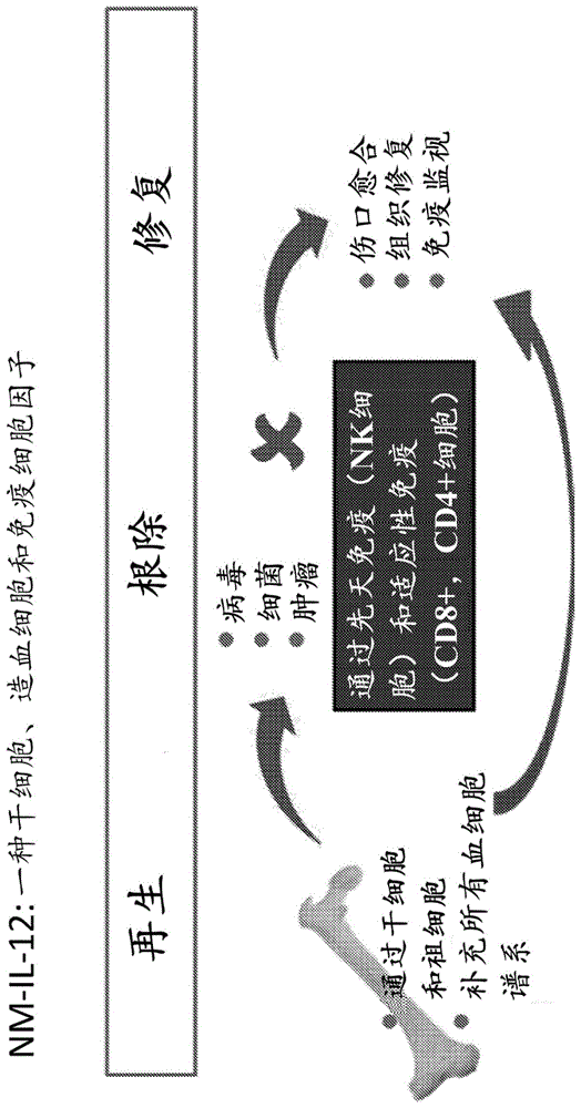 IL-12作为替代免疫治疗剂的用途的制作方法