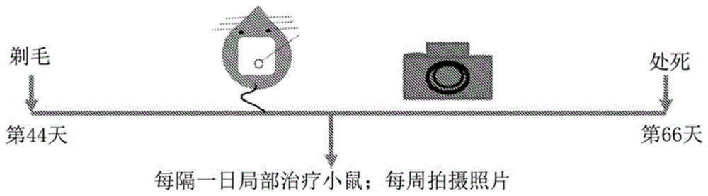 α-丁酮酸、α-酮戊二酸和2-羟基丁酸用于刺激毛发生长的制作方法